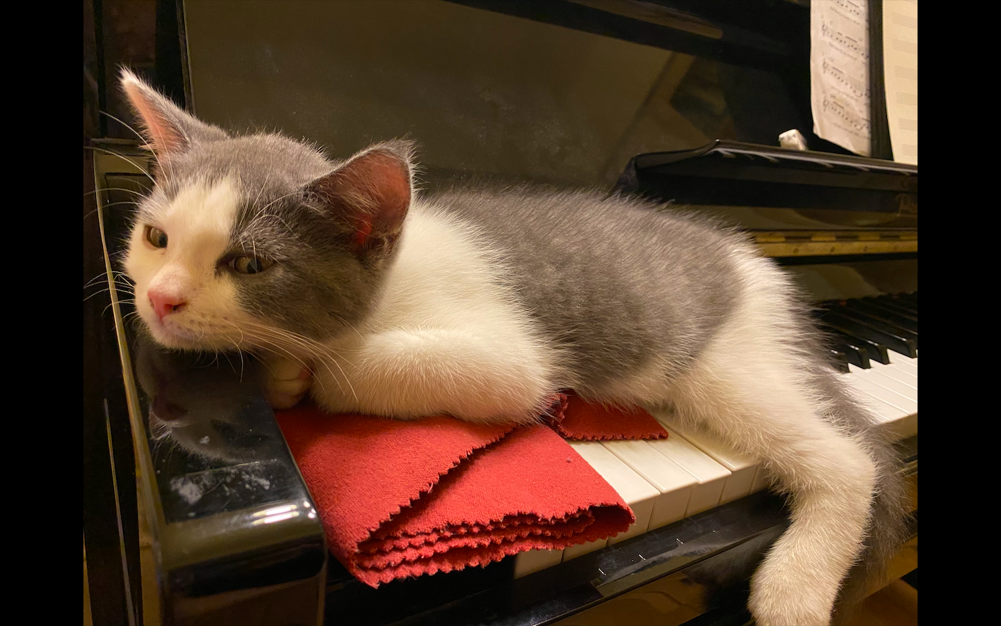 JazzCat